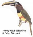 Pteroglossus castanotis