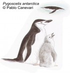 Pygoscelis antarcticus