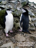 Pygoscelis antarcticus