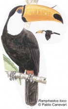 Ramphastos toco