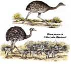 Rhea pennata