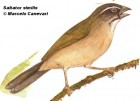 Saltator similis