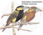 Selenidera maculirostris