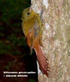 Sittasomus griseicapillus