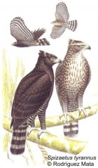 Spizaetus tyrannus