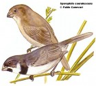 Sporophila caerulescens