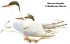 Sterna hirundo