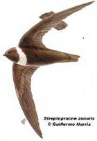 Streptoprocne zonaris