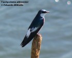 Tachycineta albiventer