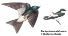 Tachycineta albiventer