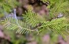 Vachellia aroma