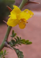 Parkinsonia praecox