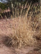 Digitaria californica