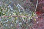 Schinus polygama