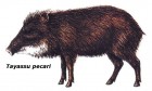 Tayassu pecari