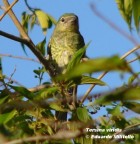 Tersina viridis