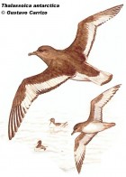 Thalassoica antarctica