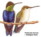 Thalurania furcata