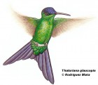 Thalurania glaucopis