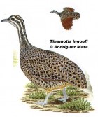 Tinamotis ingoufi
