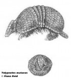 Tolypeutes matacus