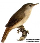 Troglodytes aedon
