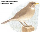 Turdus amaurochalinus
