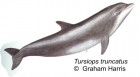 Tursiops truncatus