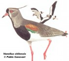 Vanellus chilensis