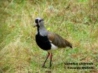 Vanellus chilensis