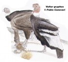 Vultur gryphus