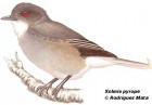 Xolmis pyrope