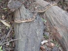 Bothrops neuwiedi