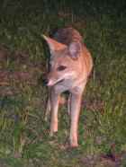 Lycalopex gymnocercus