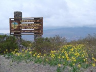 (c) Ricardo Guerra. Hieronymiella aurea (sin. tintinensis). <p>Campo de amancay. PN Los Cardones</p>