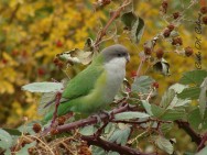 (c) Carlos M. Cabrera. . <p>Potrerillos, Mendoza.</p>