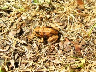 (c) F. Vidoz. Rana de cuatro ojos. 