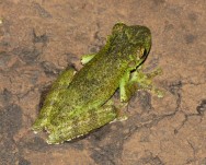 (c) A. Guzm�n. Itapotihyla langsdorffii-Rana Musgo. 