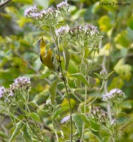 (c) M. Tammone. Pitiayum�. <p>Co. San Bernardo, Salta, Argentina</p>