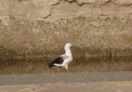 (c) M. Tammone. Guayata. <p>Rio Cincel, MN Laguna Pozuelos, Jujuy, Argentina</p>