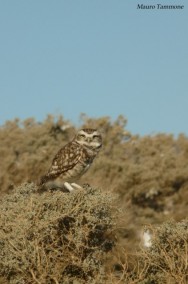 (c) M. Tammone. Lechucita vizcachera. <p>Co. Chanque, Comodoro Rivadavia, Chubut</p>