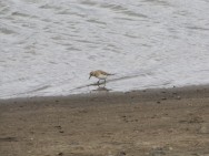 (c) H. Pastore. Playerito unicolor. 