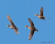 (c) Andr�s Garc�a. . 