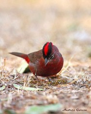 (c) Andr�s Garc�a. . <p>Macho</p>