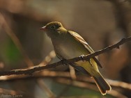 (c) Andr�s Garc�a. . 