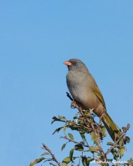 (c) Andr�s Garc�a. . 