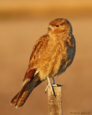 (c) Andr�s Garc�a. . 