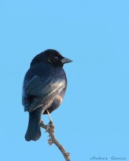 (c) Andr�s Garc�a. . <p>Macho</p>