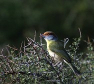 (c) A. Olmedo. Vista lateral del juan chiviro. <p>Cercan&iacute;as de Santa Rosa, La Pampa</p>