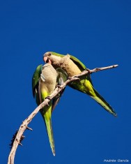 SIB Myiopsitta Monachus
